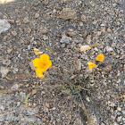 California Poppy