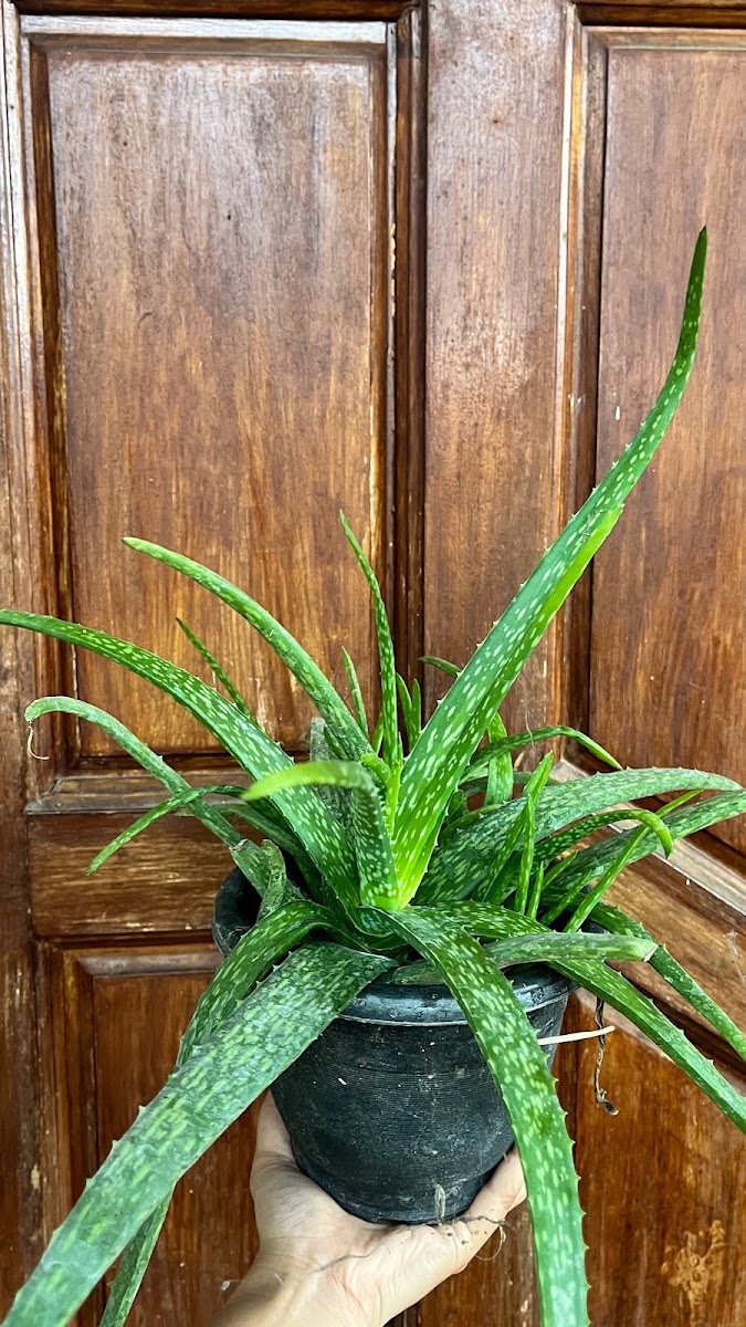 Aloe Vera