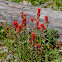 Rosy Paintbrush