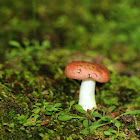 Russula Mushroom