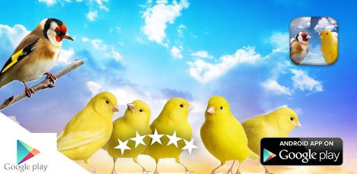 Chardonneret Et Canari Applications Sur Google Play