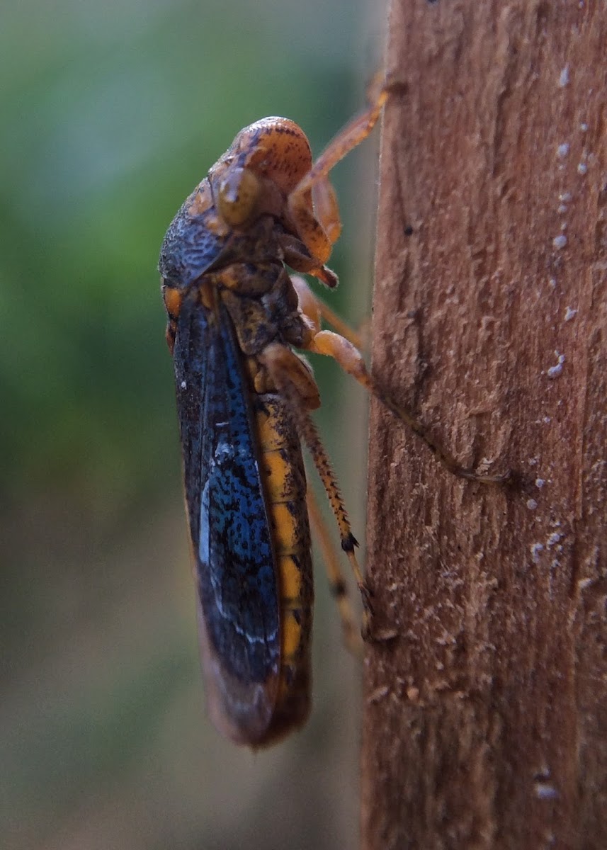 Broad-headed Sharpshooter