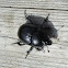 Woodland Dor Beetle