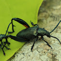 Frog-legged leaf beetle