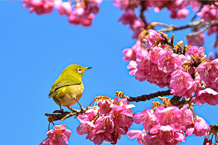 86のNikon Z6・へっぽこカメラマン・ムチムチタイヤしか勝たん・高知県・レンズ沼に関するカスタム事例の投稿画像5枚目