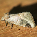 Black-barred Brown Moth