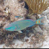 Stoplight Parrotfish