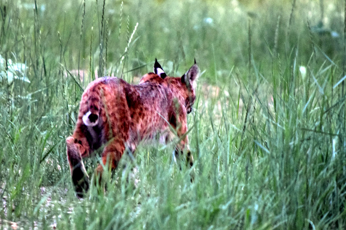 Bobcat