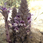 Cooper's broomrape