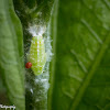 Leaf Hopper (Larva)