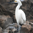 Snowy Egret