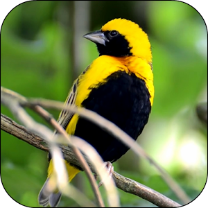 Birds 3D Video Live Wallpaper