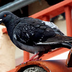 Rock dove