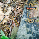 Xystodesmidae Millipede