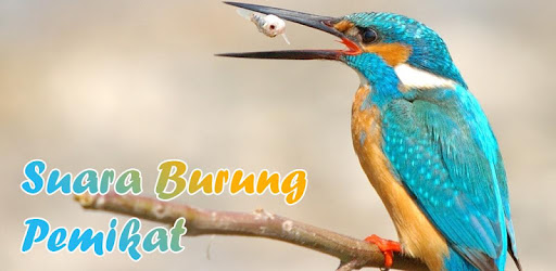 Suara Burung Pemikat Aplikasi Di Google Play