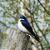 Tree Swallow