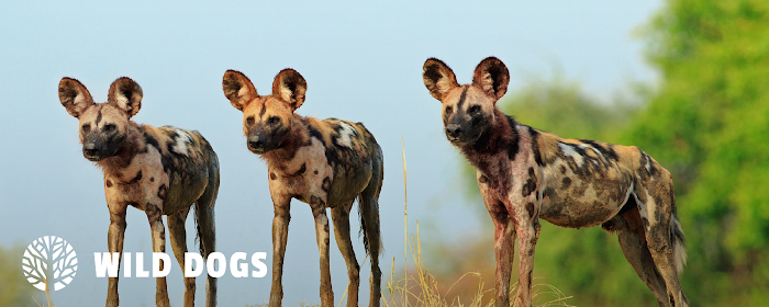 Wild Dogs Puppy & Dog HD Wallpapers marquee promo image