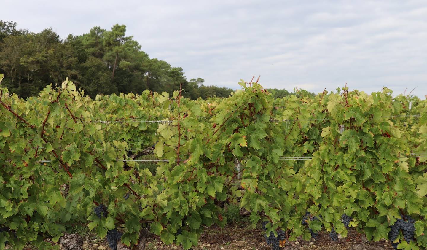 Vineyard with outbuildings Listrac-Médoc