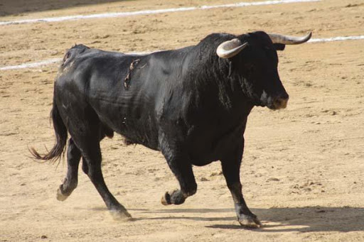 Imagenes Toros HD