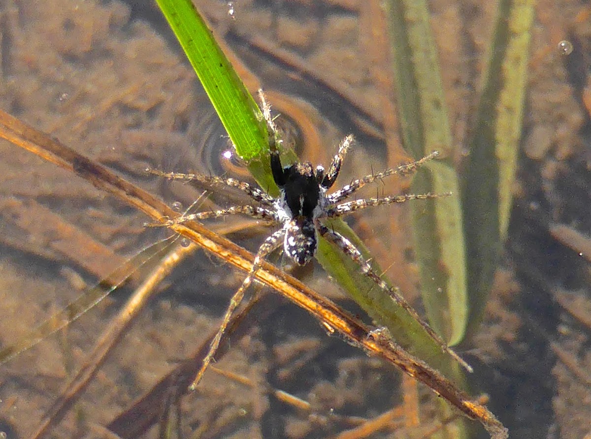 Thinlegged Wolf Spider