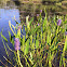 Pickerel weed