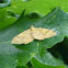 Yellow Shell moth