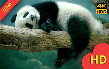 Cute Panda Bear Wallpaper HD New Tab small promo image