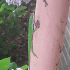 Green Anole