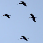 Glossy Ibis