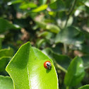 Mariquita roja