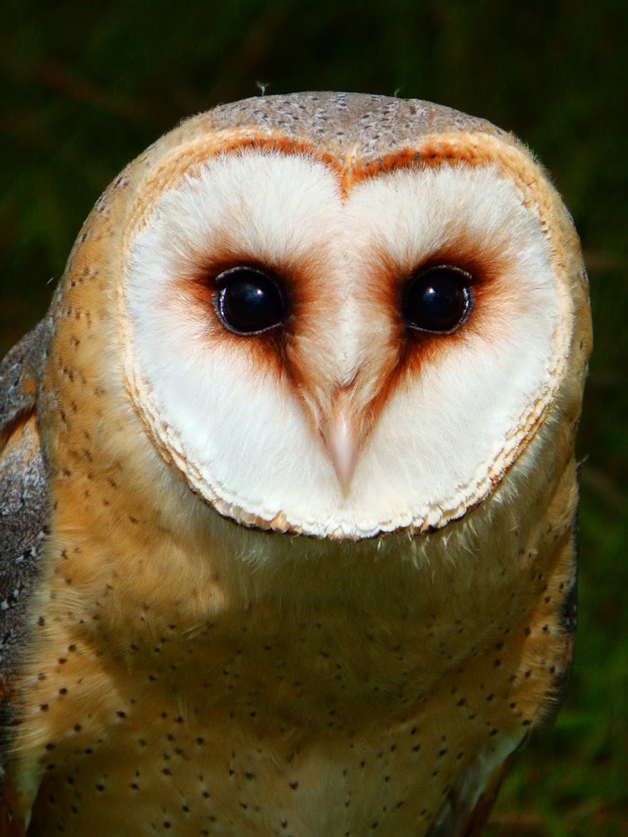 Barn owl