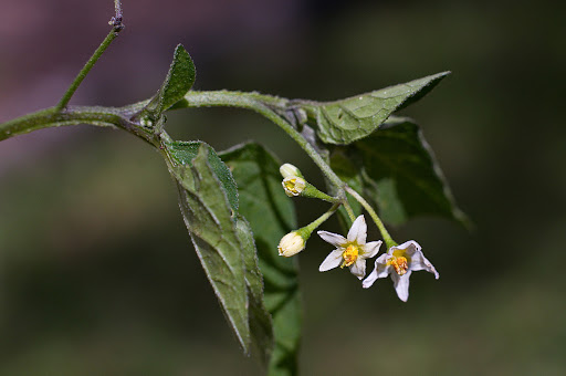 Solanum nigrum