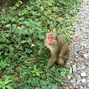 Japanese macaque