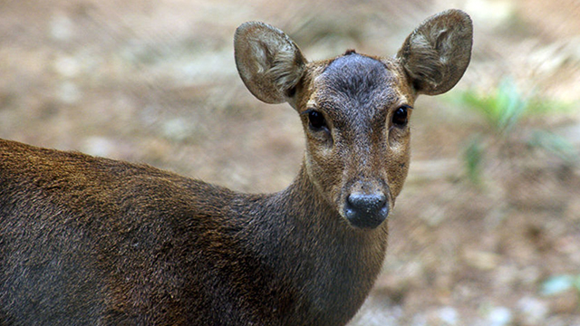 Hewan langka di Indonesia, Rusa Bawean (Photo: Greeners)