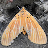 Snouted Tiger Moth