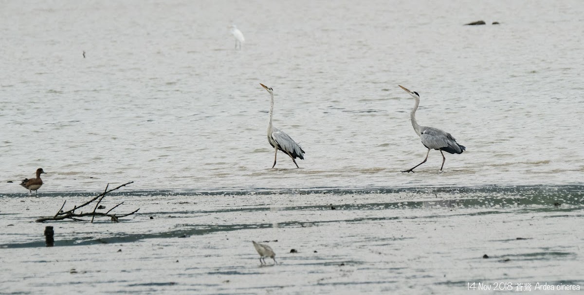 Ardea cinerea 蒼鷺