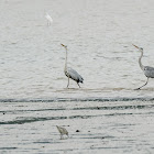 Ardea cinerea 蒼鷺