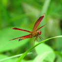 Straight-edged Red Parasol