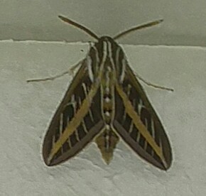 White-lined Sphinx