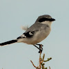 Loggerhead shrike