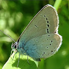 Small Blue