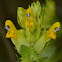 Yellow-rattle