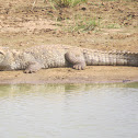 Mugger Crocodile