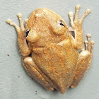 Cuban Tree Frog