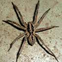 Lycosa tarantula