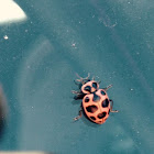 Twelve spotted lady beetle