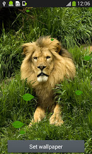 Lion Live Wallpapers Android Apps On Google Play