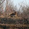 Willow ptarmigan