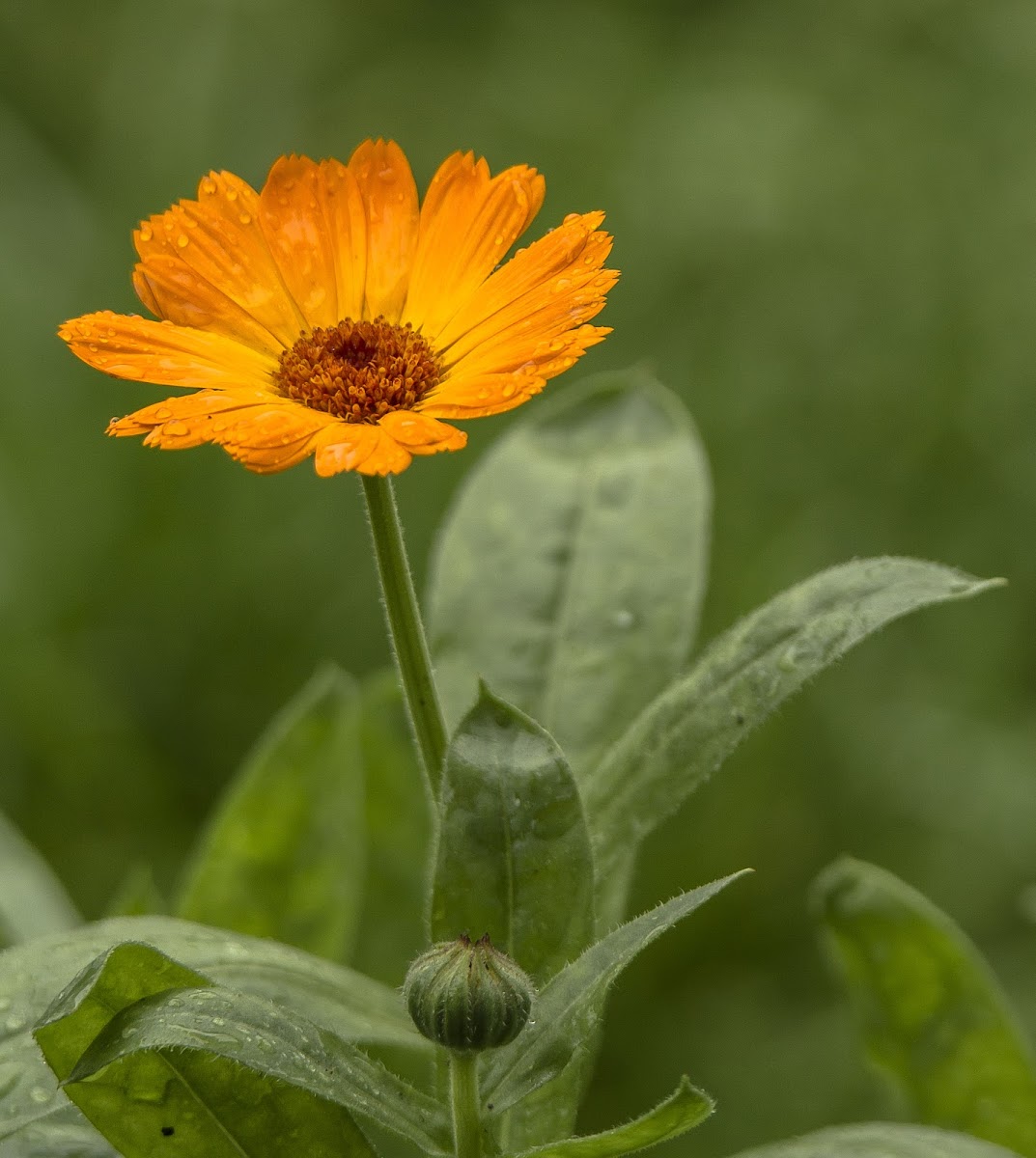 Calendula