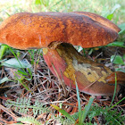 Bolete